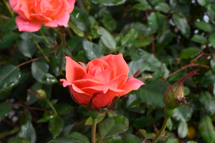Roses