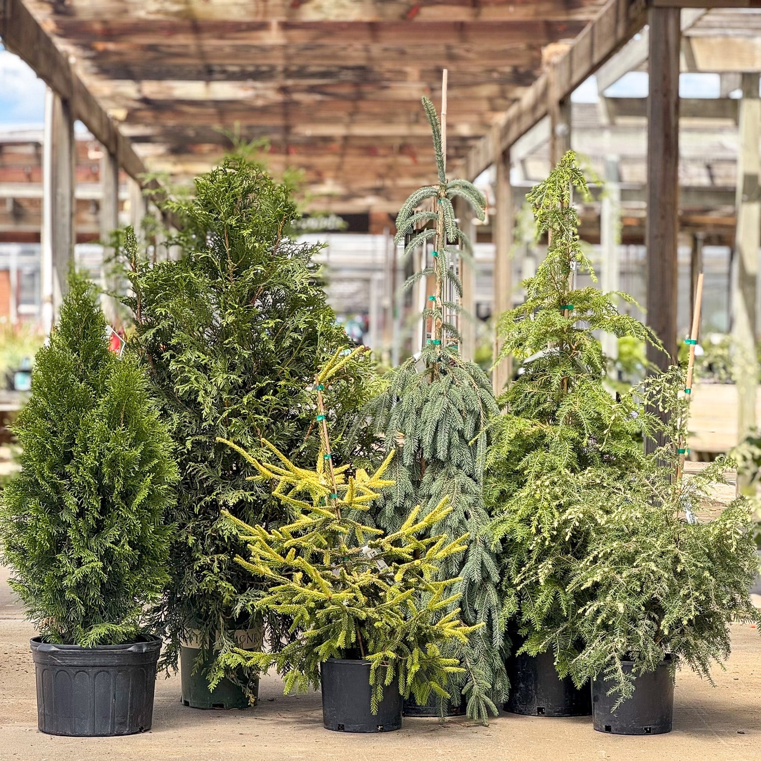 Evergreen Trees