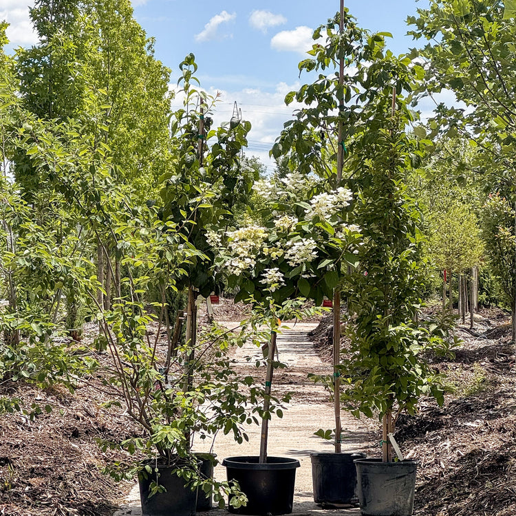 Summer Flowering Trees