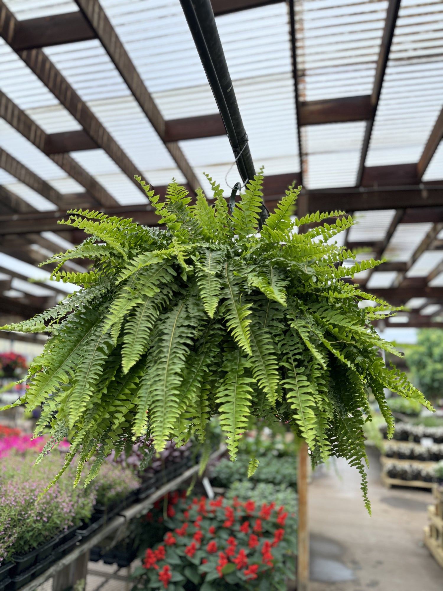 Pre-order Berns Boston Ferns