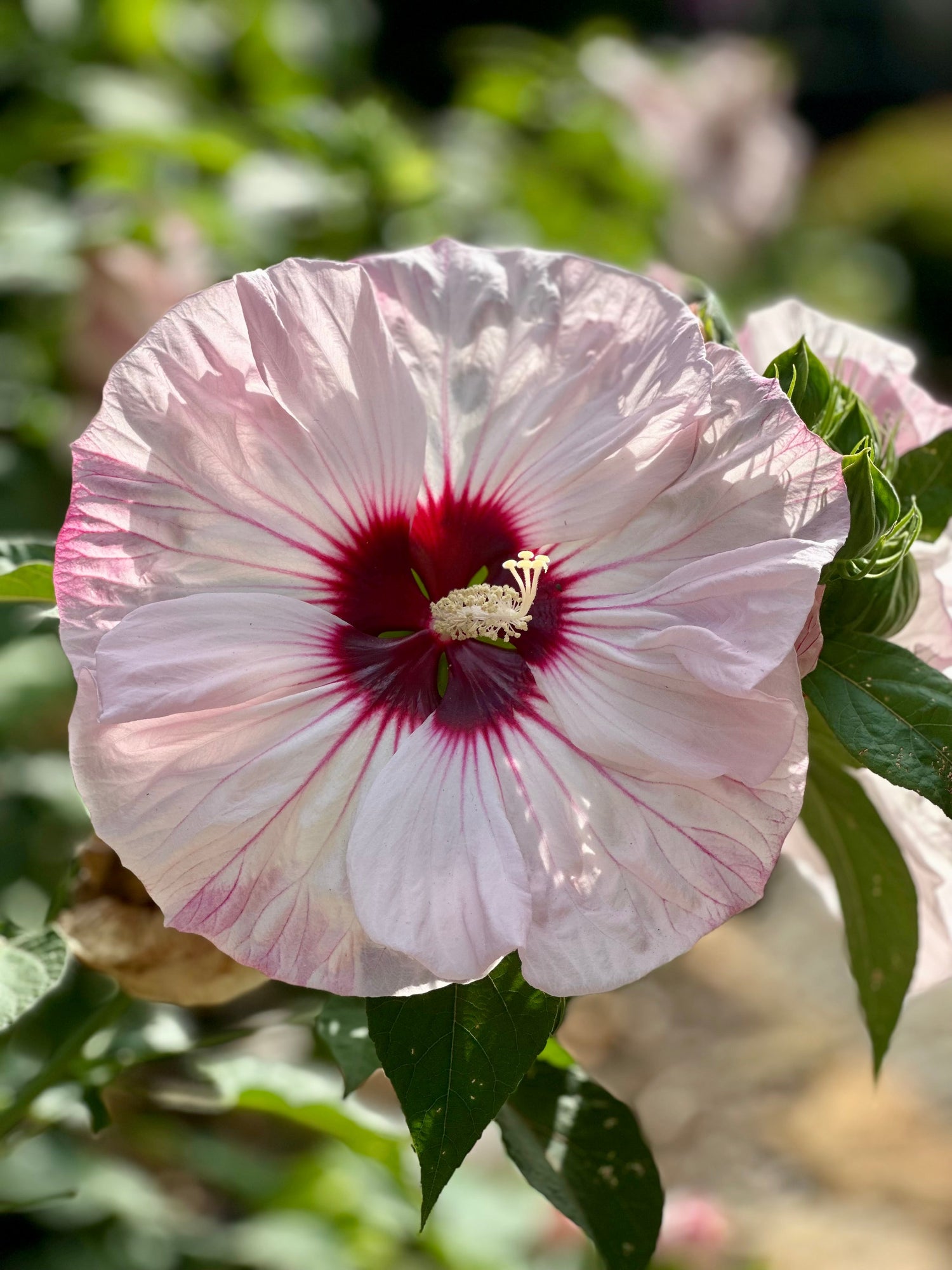 Bold Bloomers