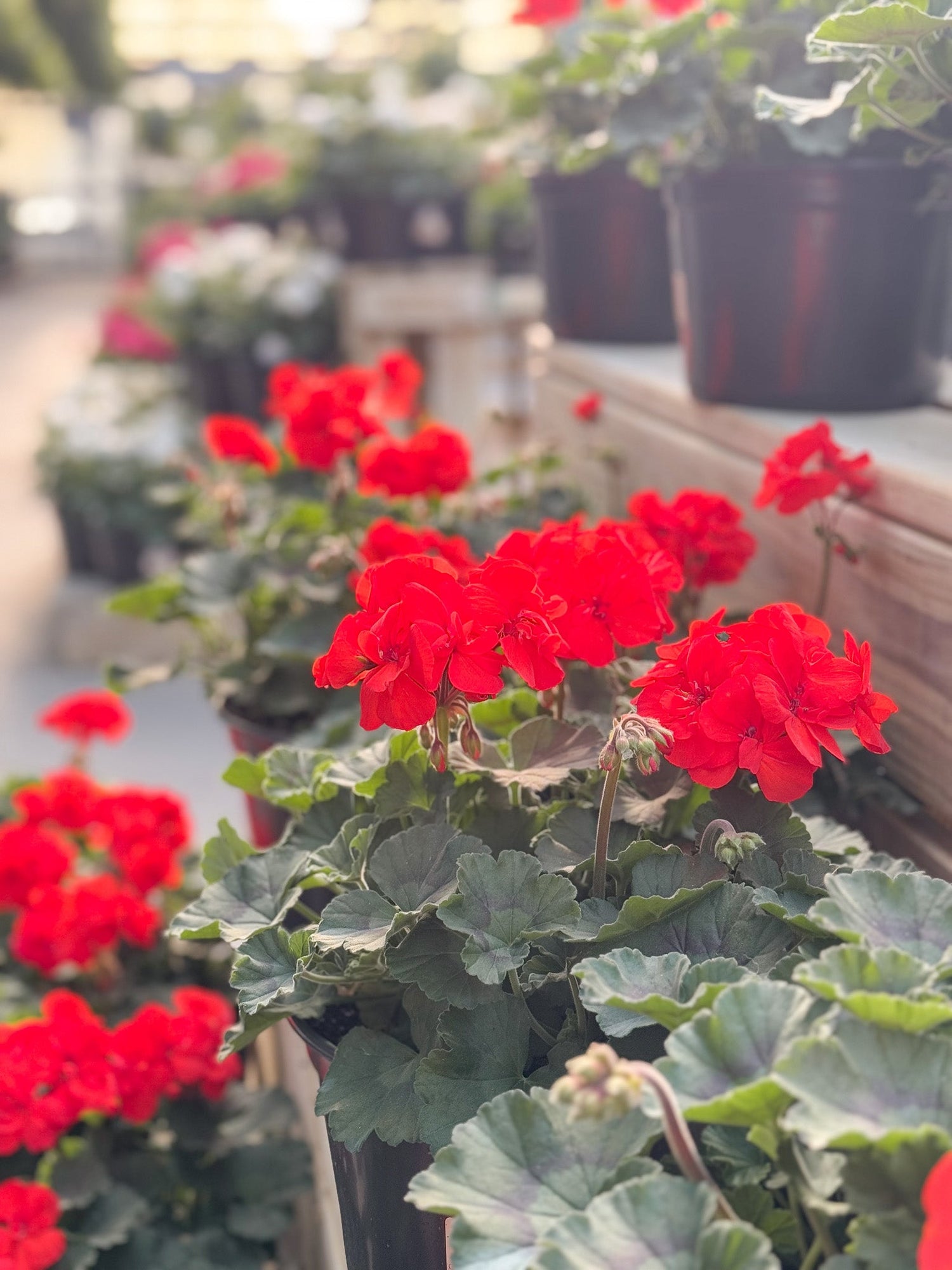 Geranium Collection
