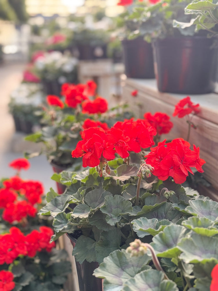 Geranium Collection