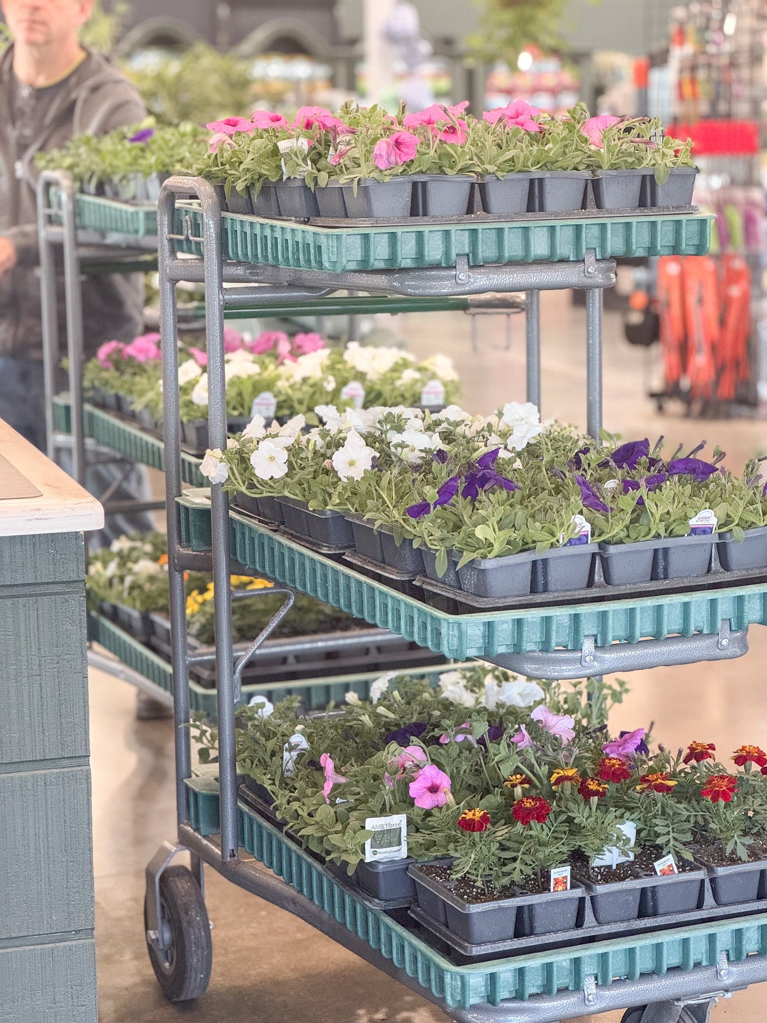 $1 Wave Petunias