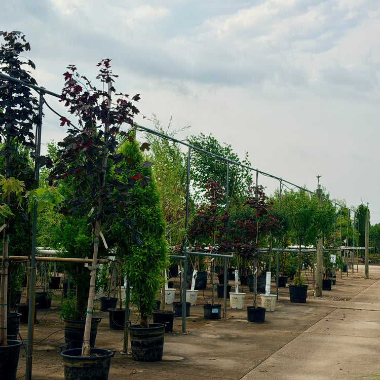 Fall Tree Sale