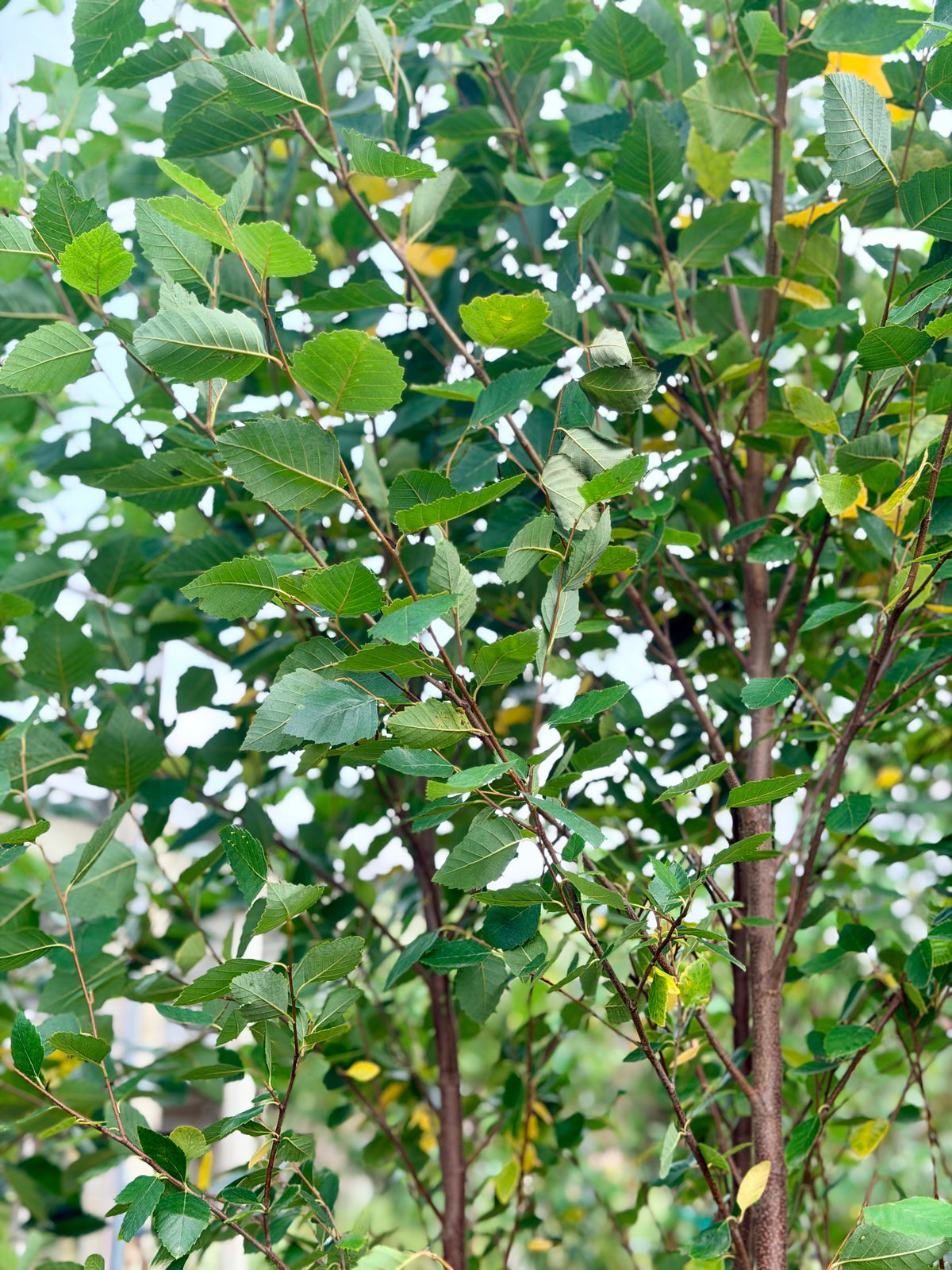 Trees