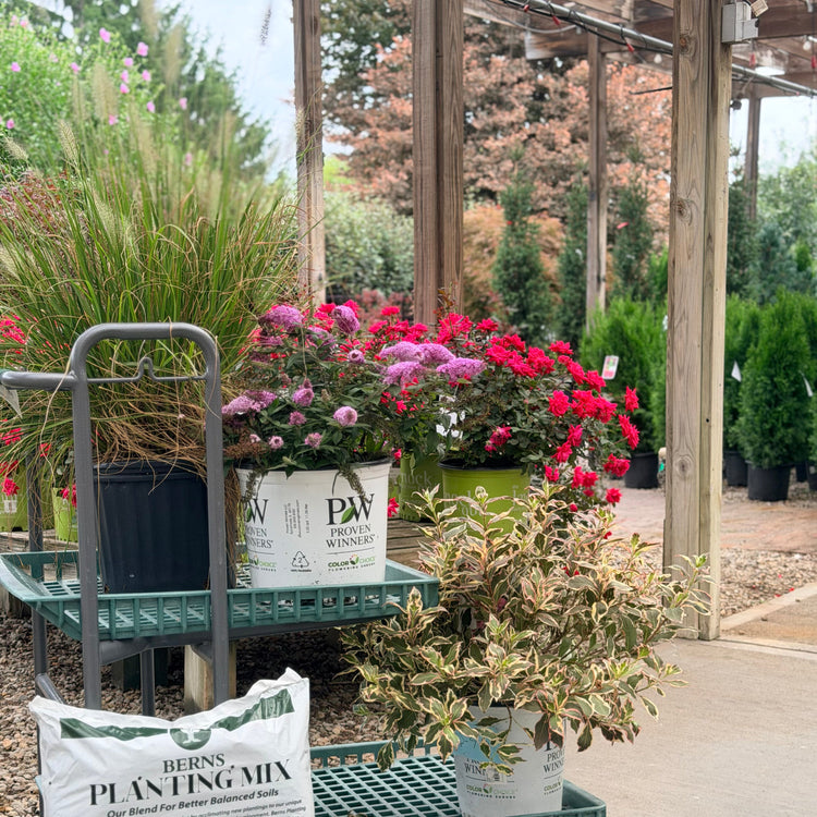 Fall Shrub Sale