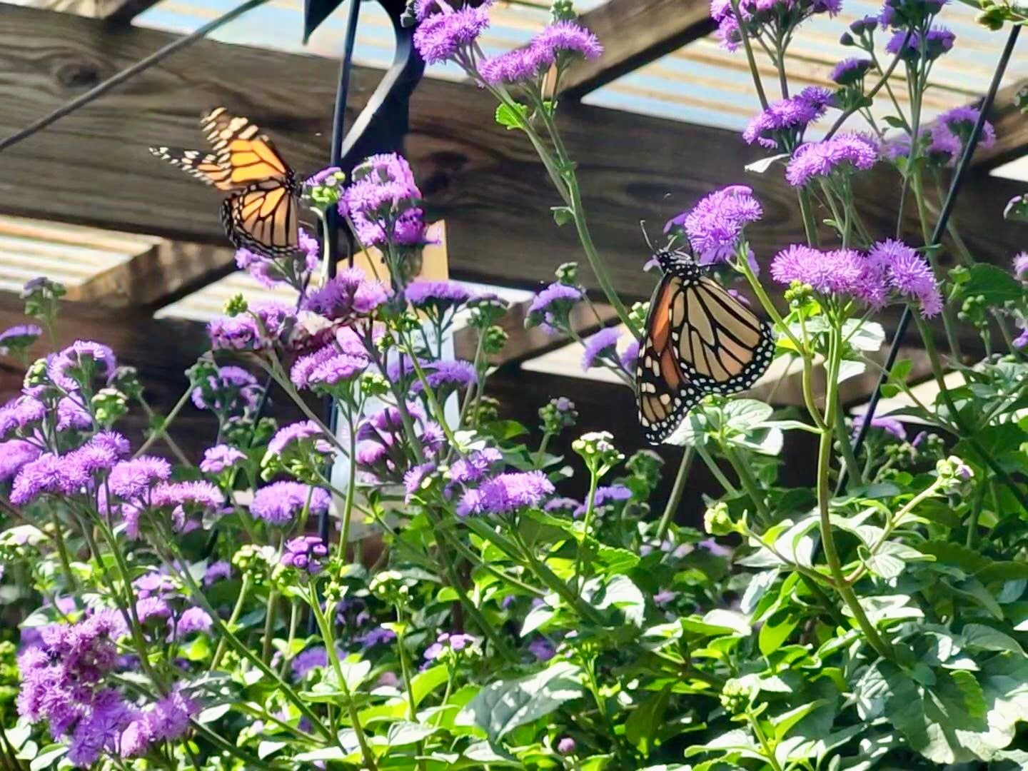 Pollinator Favorites