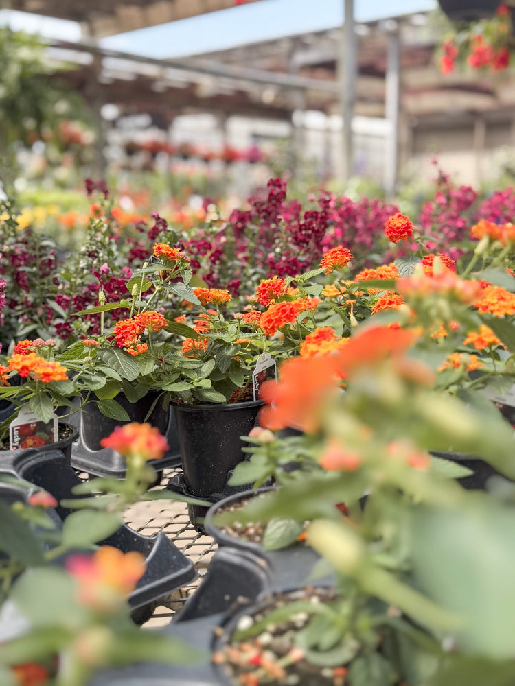 Pollinator Favorites