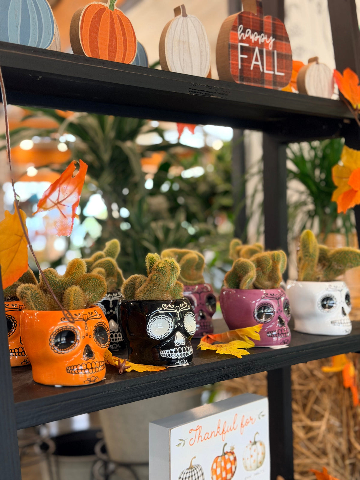 Houseplants