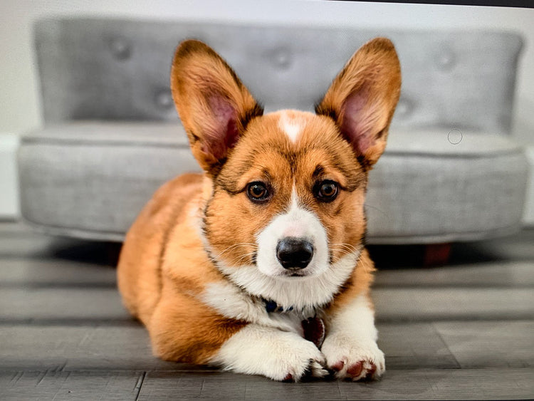 Pet Friendly Houseplants