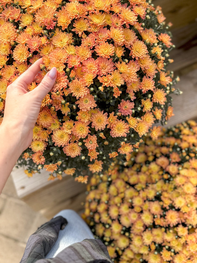 Berns Grown 9" Garden Mums