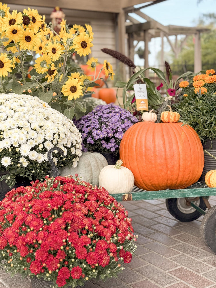 Fall Annuals