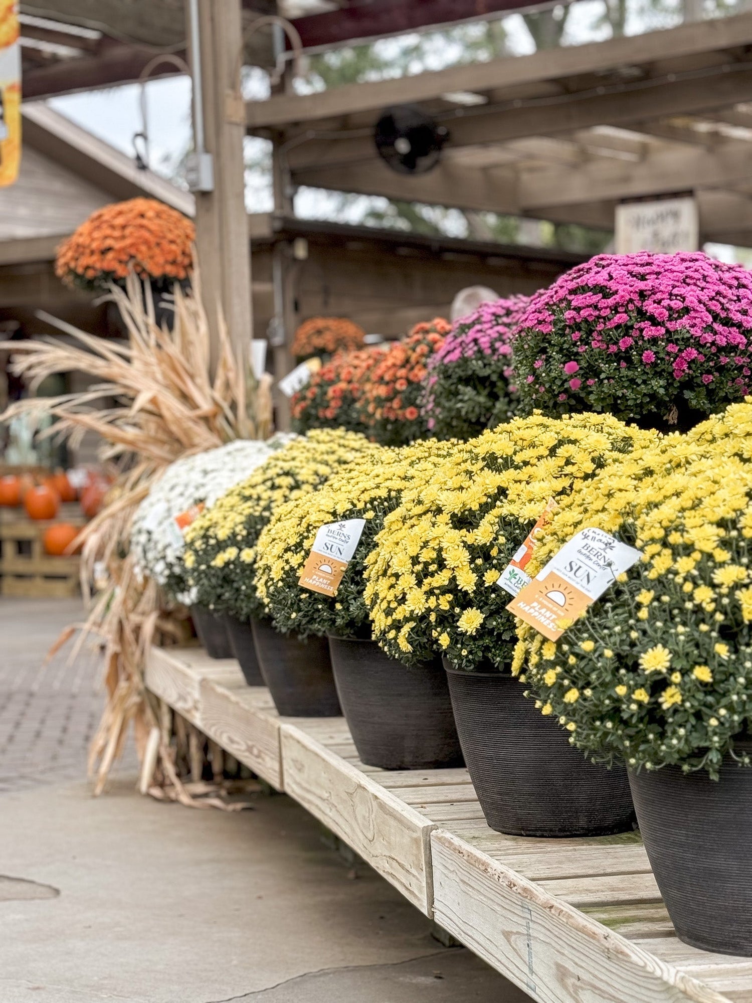 Fresh All Fall Garden Mum Patio Containers