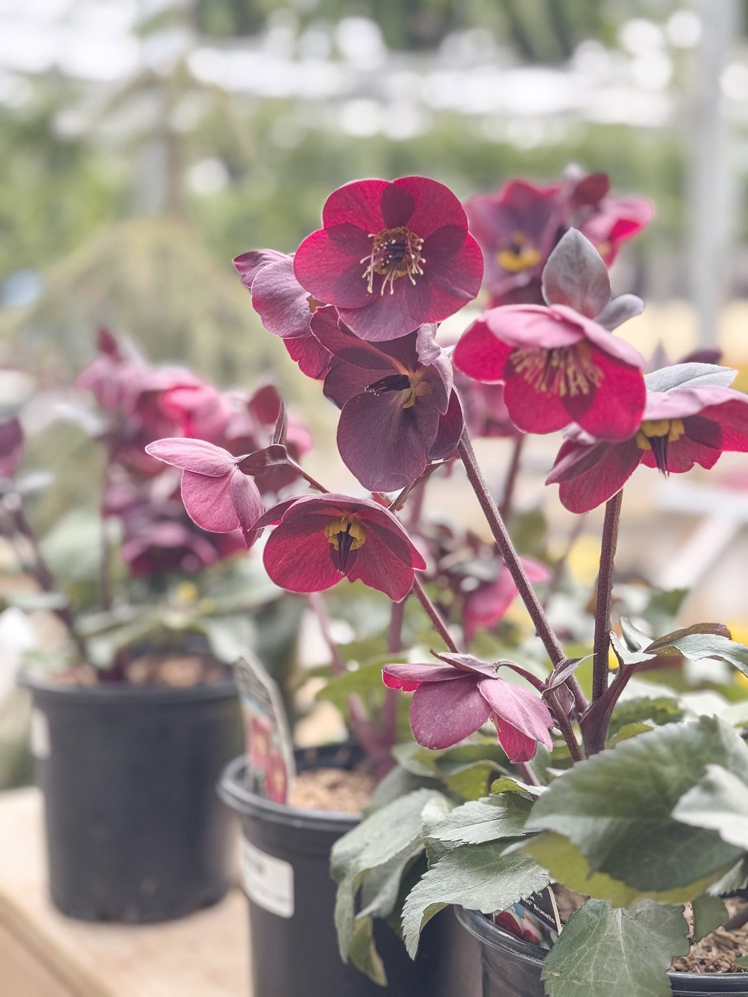 Helleborus Showcase