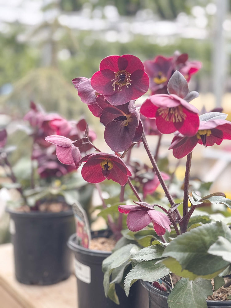 Helleborus Showcase