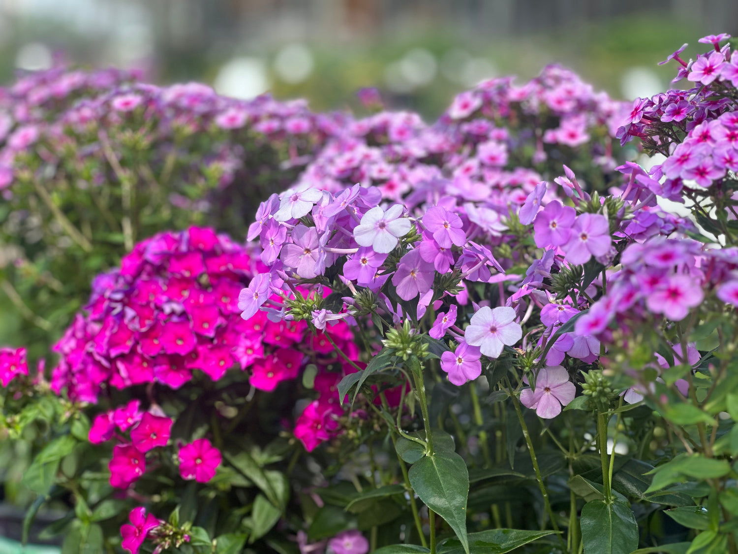 Garden Phlox