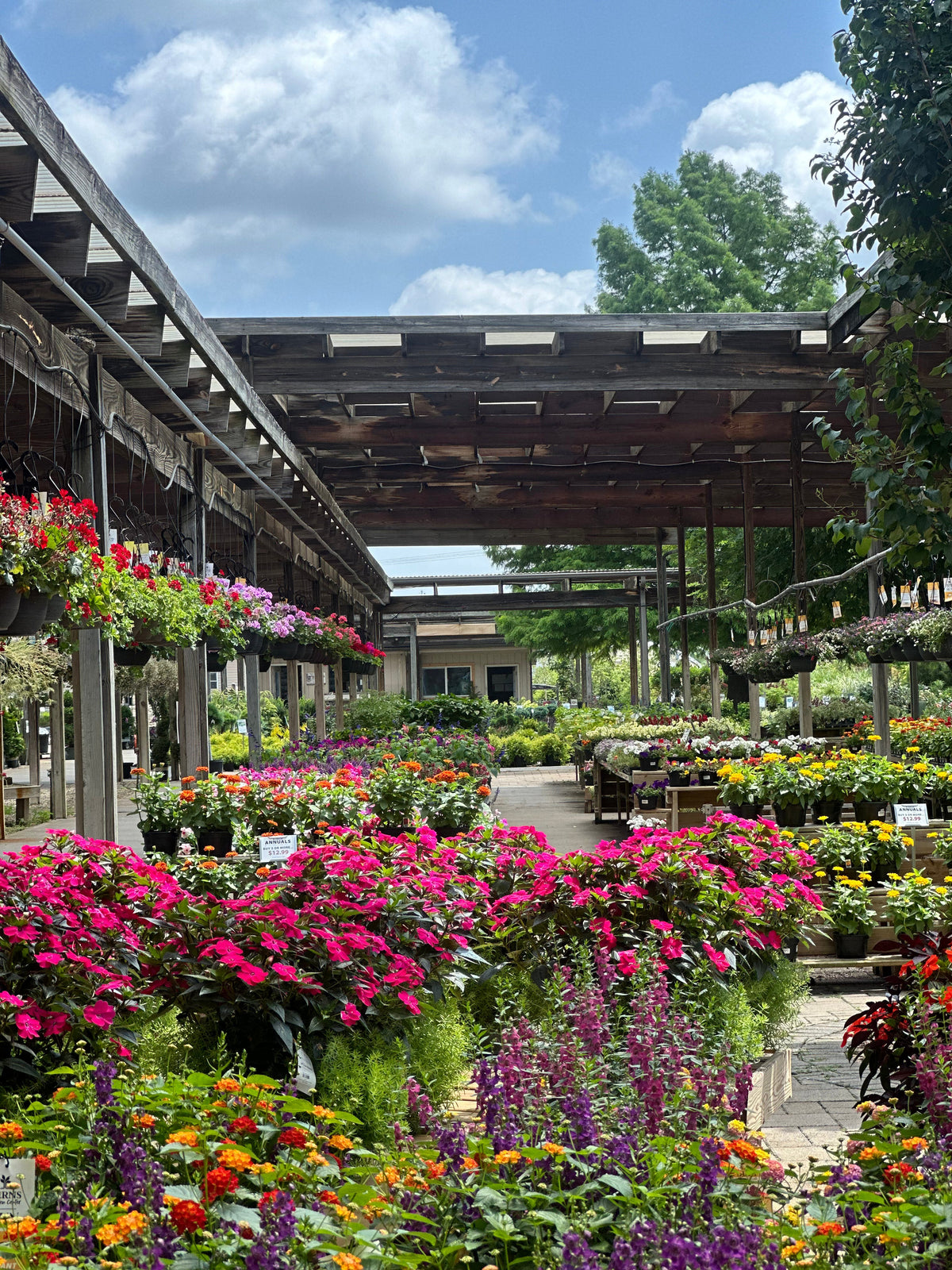 Locally Grown Annuals and Plants