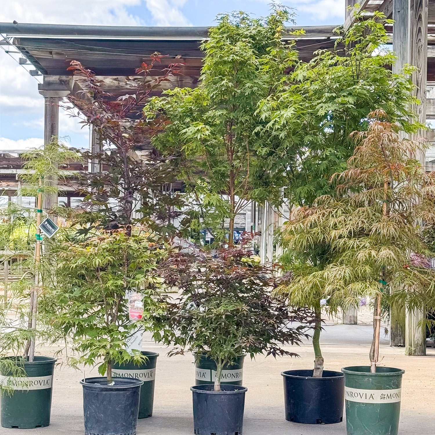 Japanese Maples