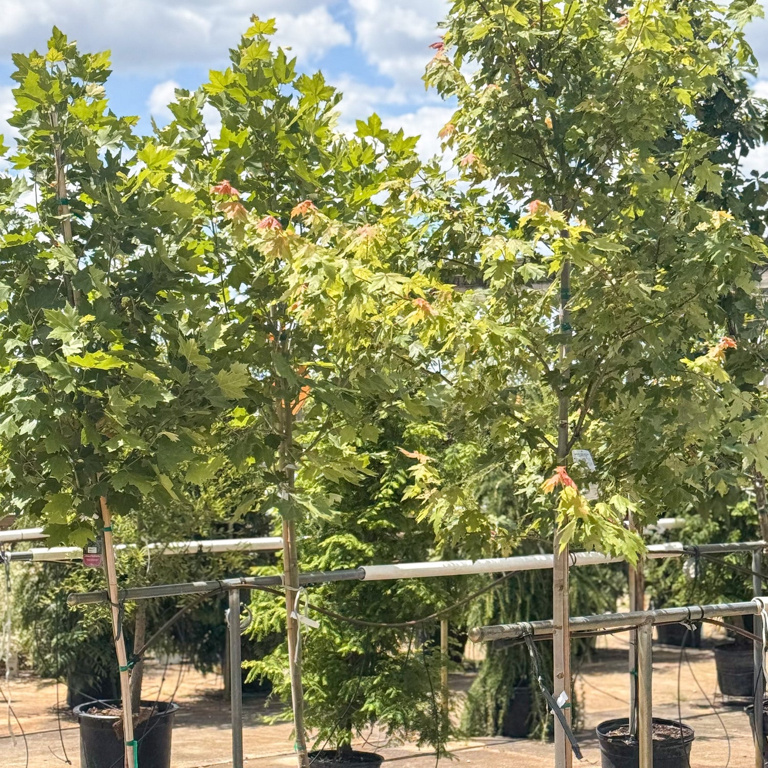 Legacy Trees