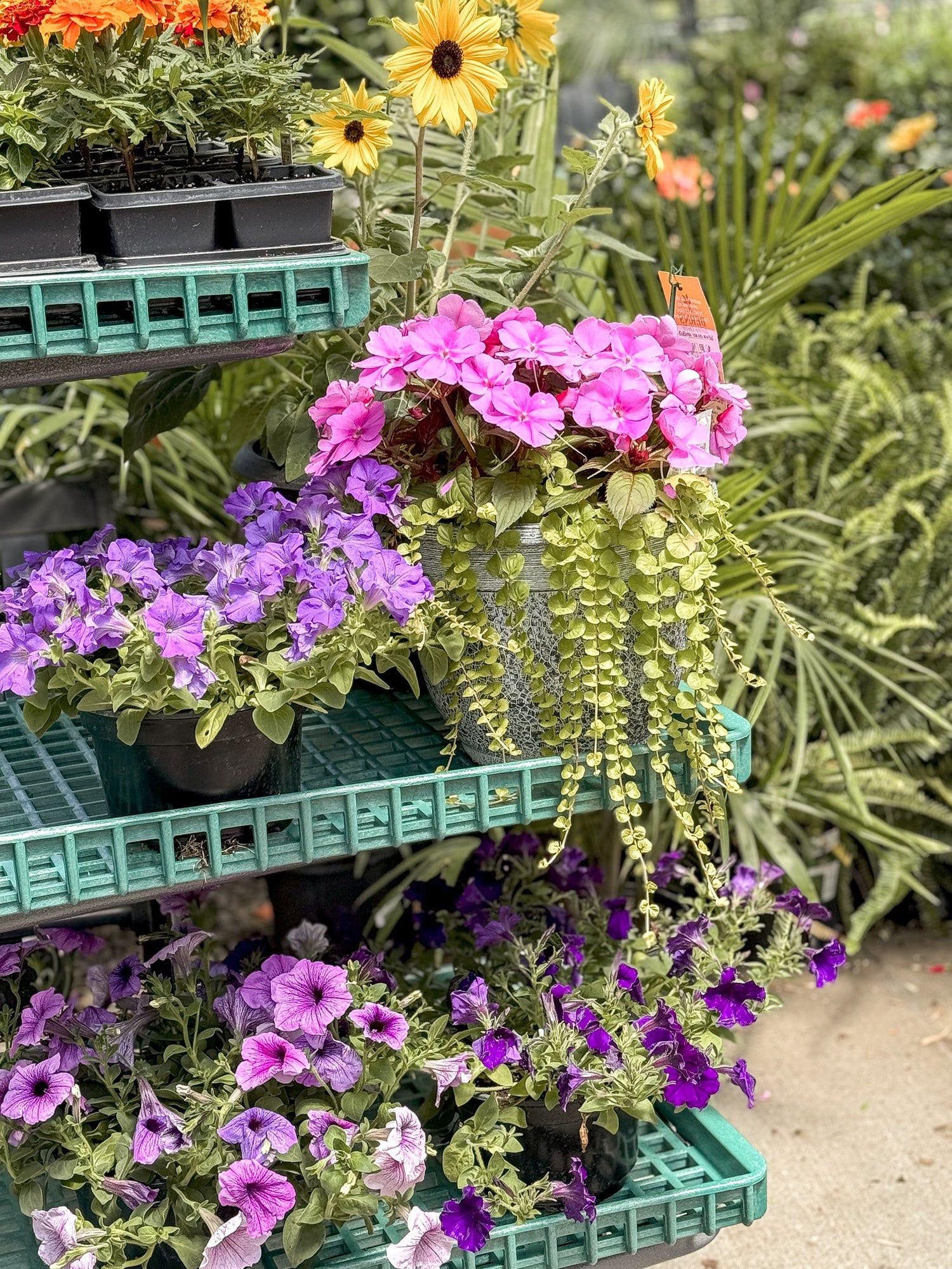 Locally Grown Annuals and Plants