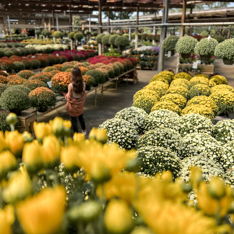 Fresh All Fall 9" Garden Mums