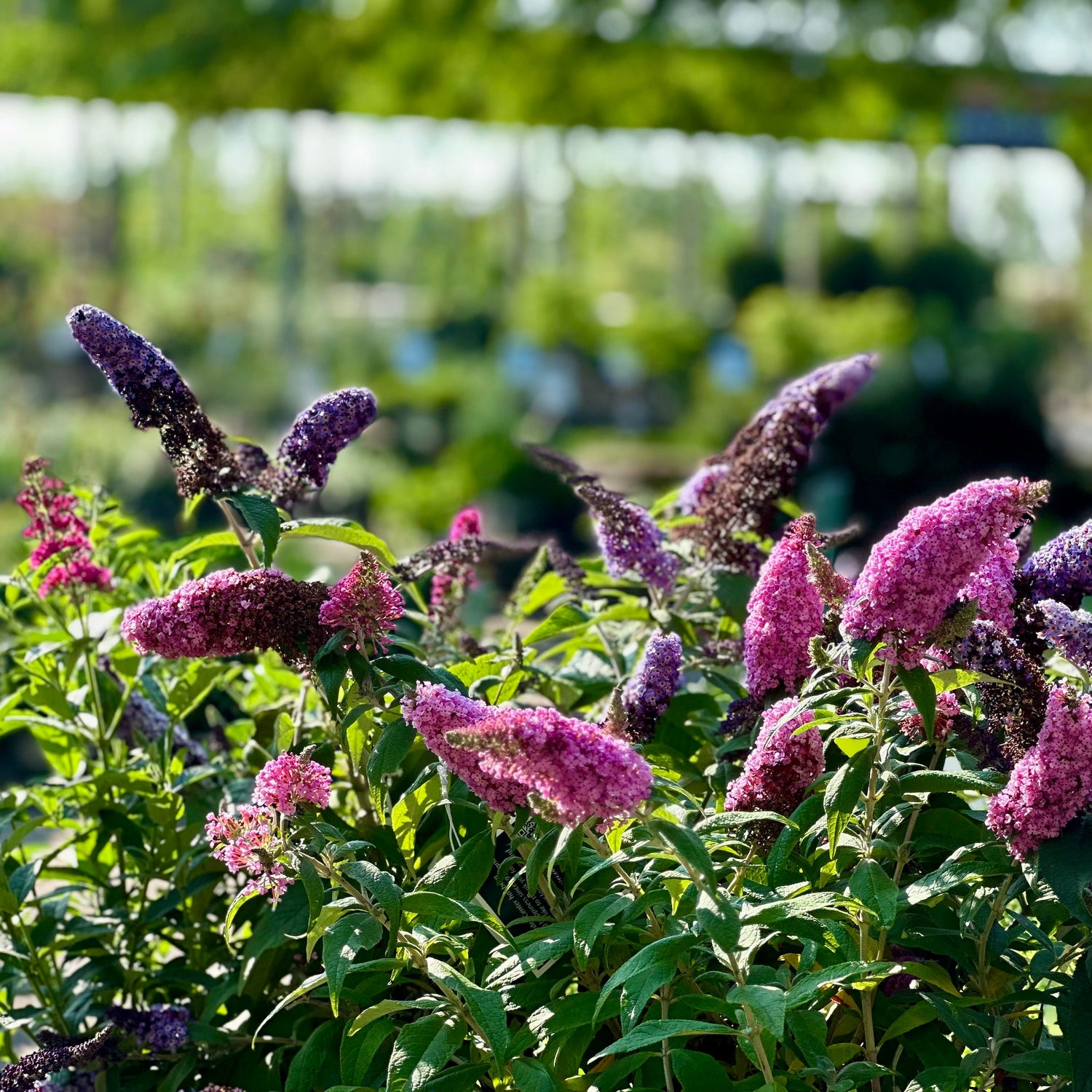 Butterfly Bush