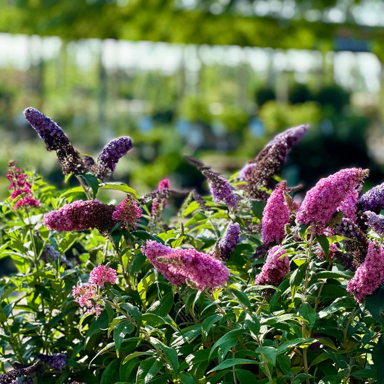 Butterfly Bush
