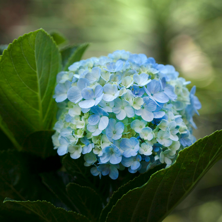 Shade-Loving Hydrangeas