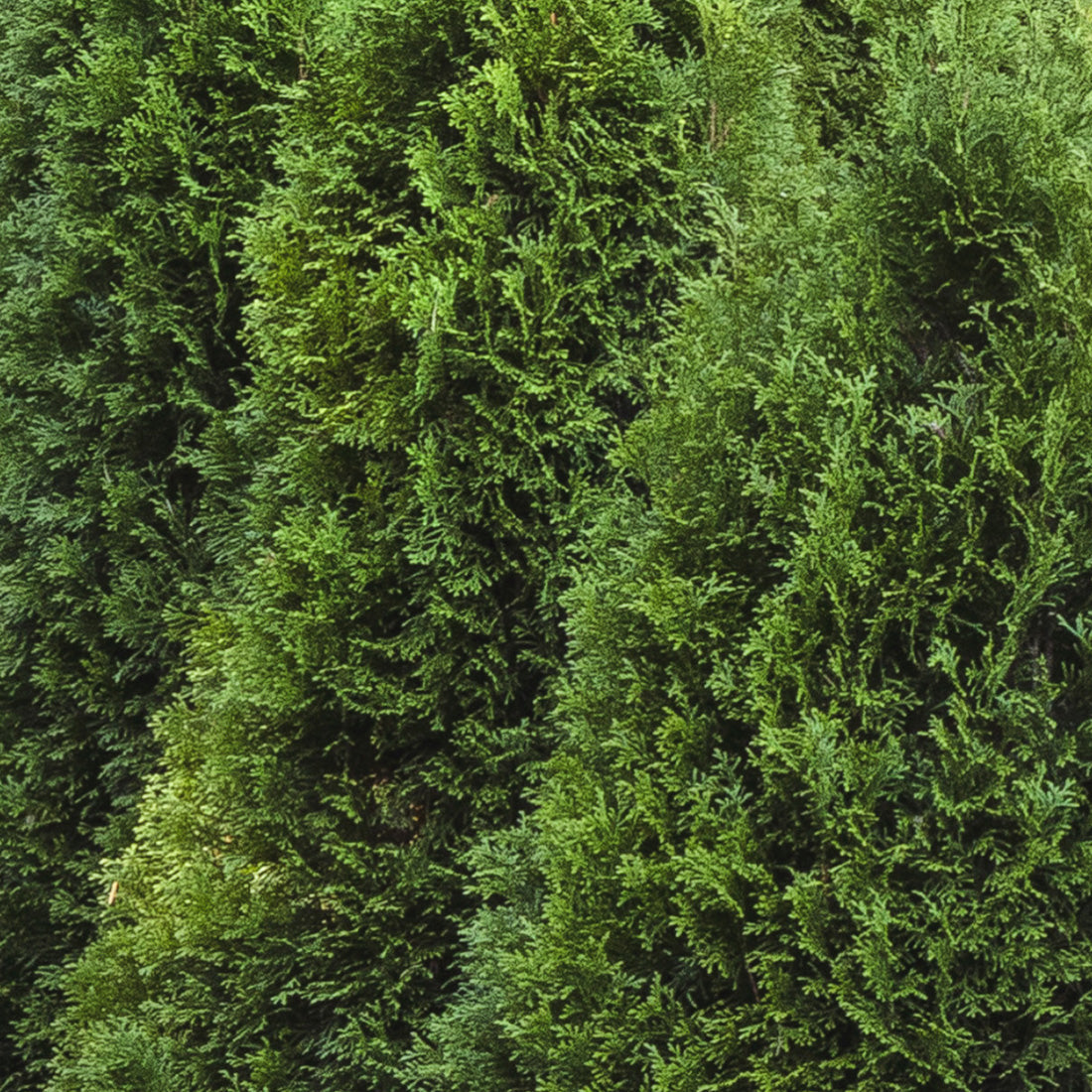 Arborvitae 10 Pack Savings Event