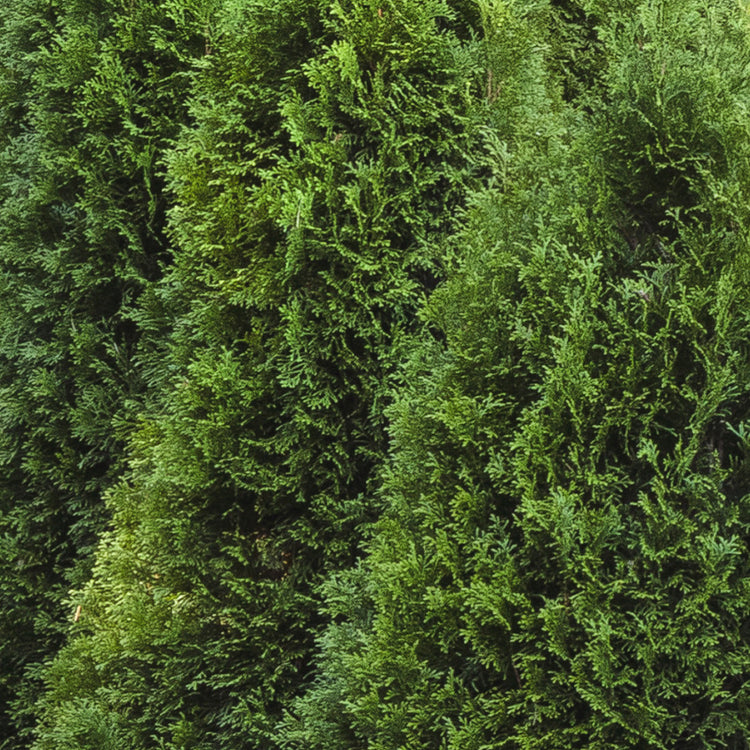 Arborvitae 10 Pack Savings Event