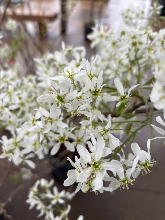 Amelanchier | Autumn Brilliance Serviceberry | Multi-Stem - 10 Gallon