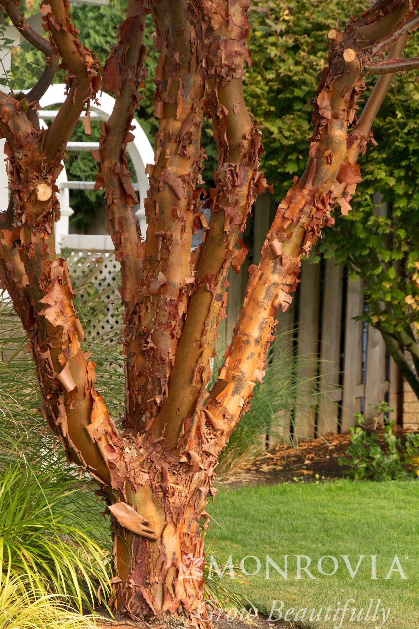 Acer | Paperbark Maple | Multi-Stem - 15 Gallon
