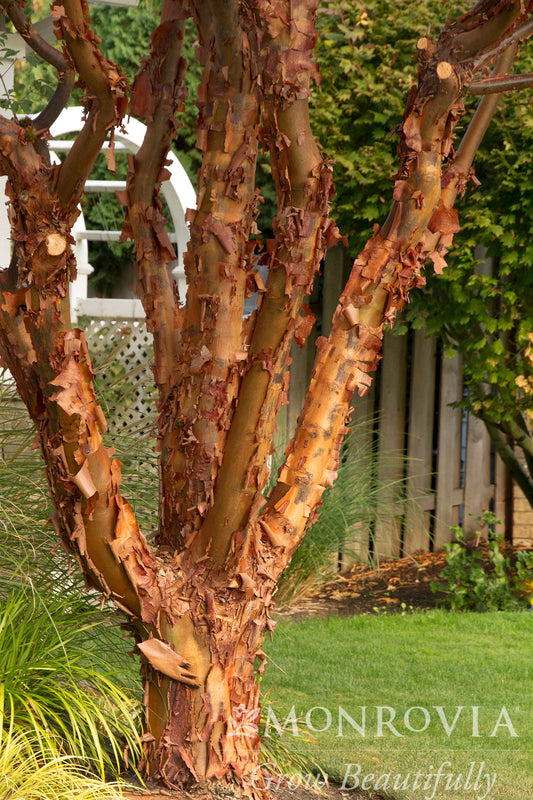 Acer | Paperbark Maple | Multi-Stem - 15 Gallon