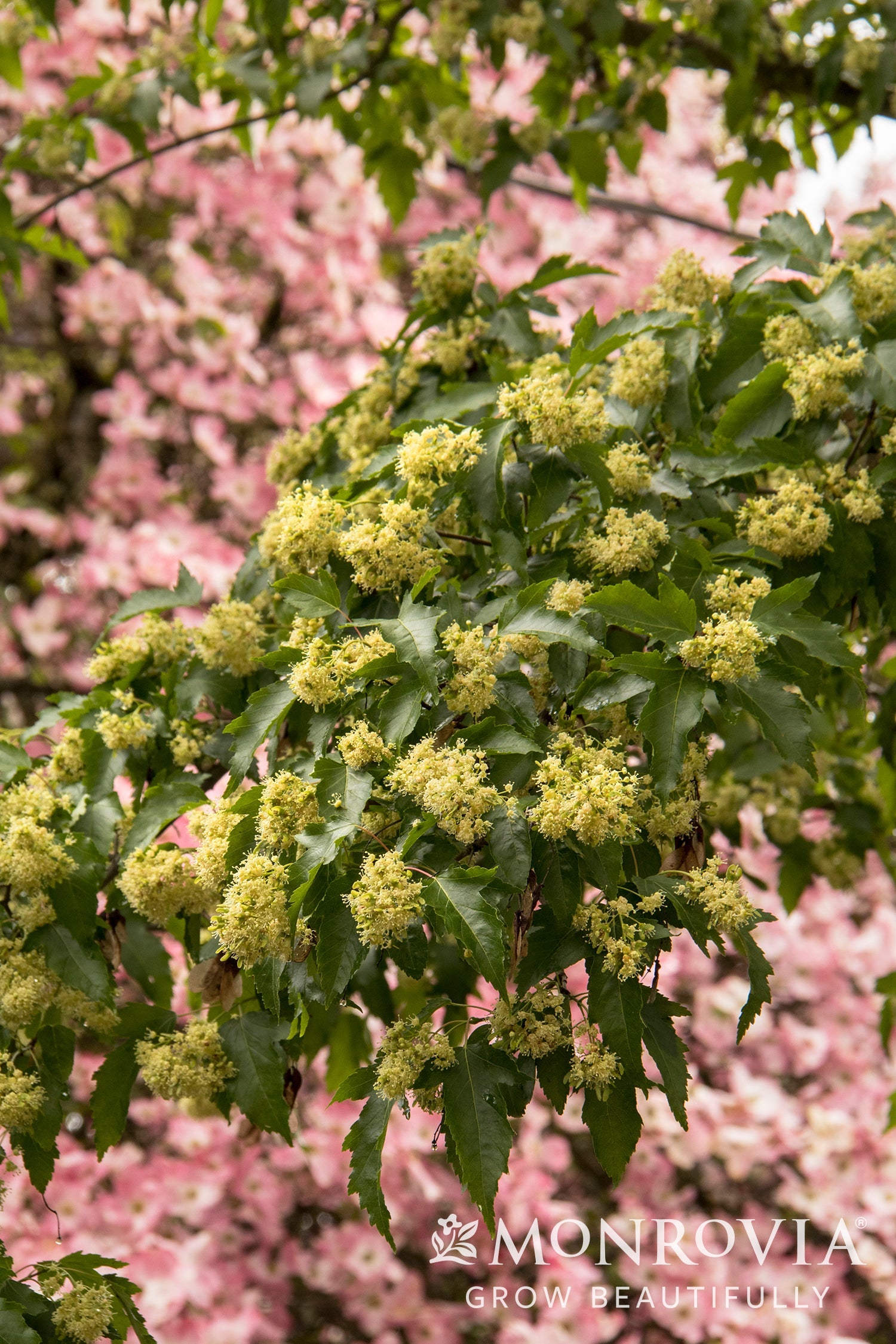 Acer | Red Rhapsody Amur Maple - 5 Gallon - Berns Garden Center