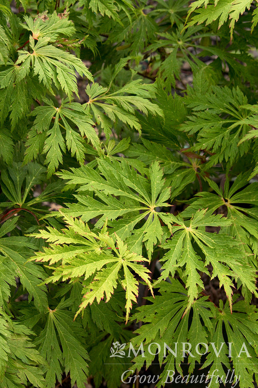 Acer | Fullmoon Maple - 15 Gallon