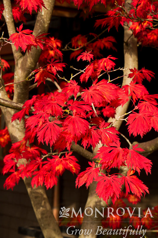 Acer | Fullmoon Maple - 5 Gallon