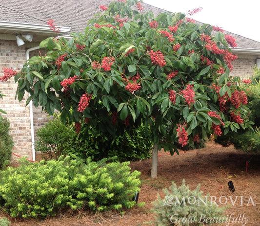 Aesculus | Fort McNair Horsechestnut