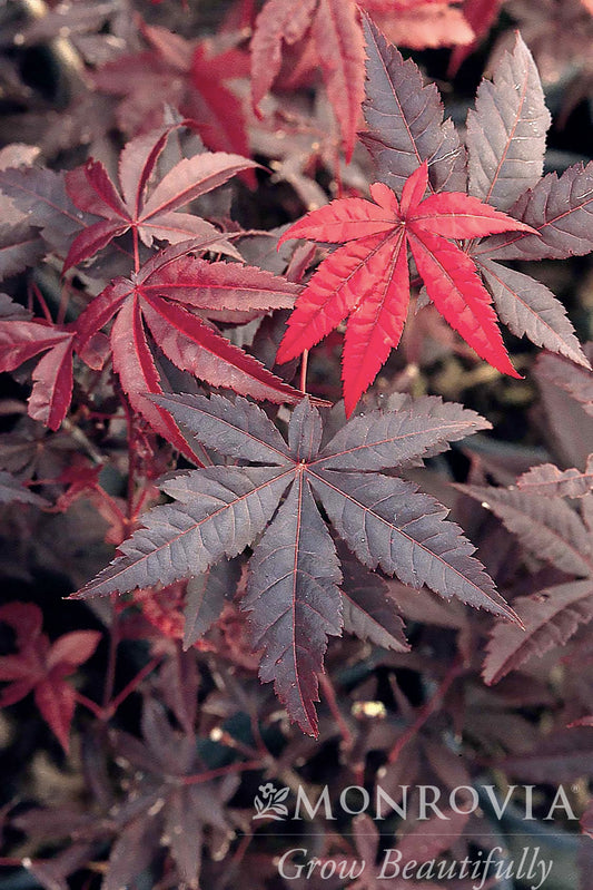 Acer | Emperor 1 Japanese Maple - 15 Gallon