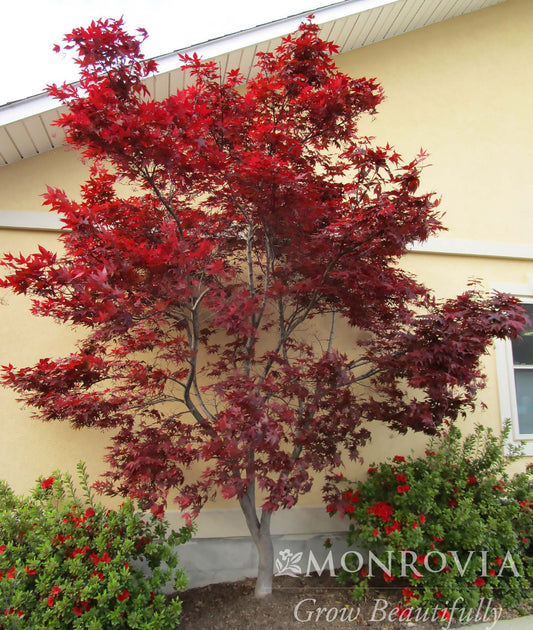 Acer | Emperor 1 Japanese Maple - 10 Gallon
