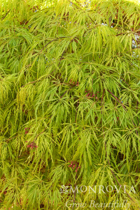 Acer | Waterfall Japanese Maple