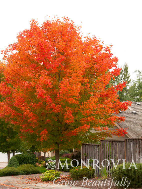 Acer | October Glory Red Maple