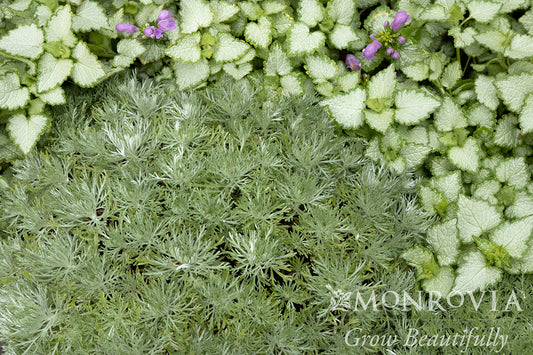 Artemisia | Silver Mound Artemisia