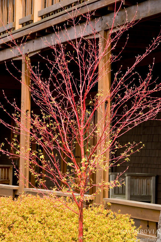 Acer | Sango-Kaku Japanese Maple | Multi-Stem - 15 Gallon