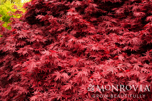 Acer | Shaina Japanese Maple