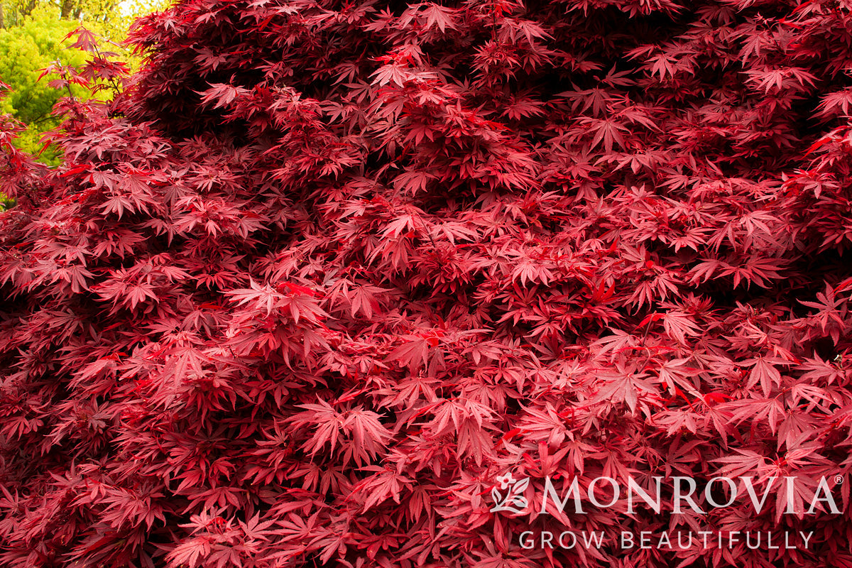 Acer | Shaina Japanese Maple - 2 Gallon