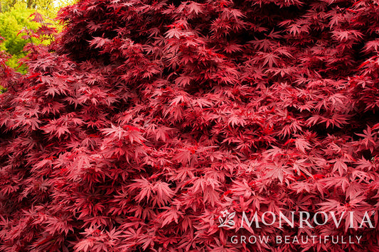 Acer | Shaina Japanese Maple - 2 Gallon