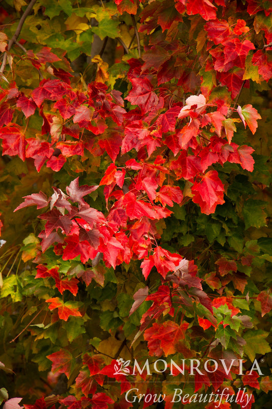 Acer | Red Sunset Red Maple - 15 Gallon