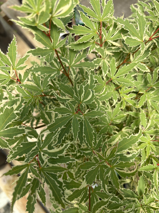 Acer | Butterfly Japanese Maple - 1 Gallon