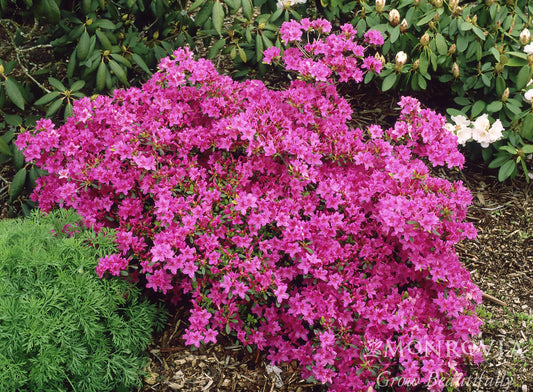 Rhododendron | Girard's Karen Azalea